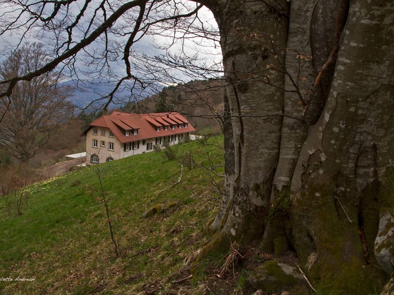 Photos extérieures 2021 - Domaine Goldenmatt (8)